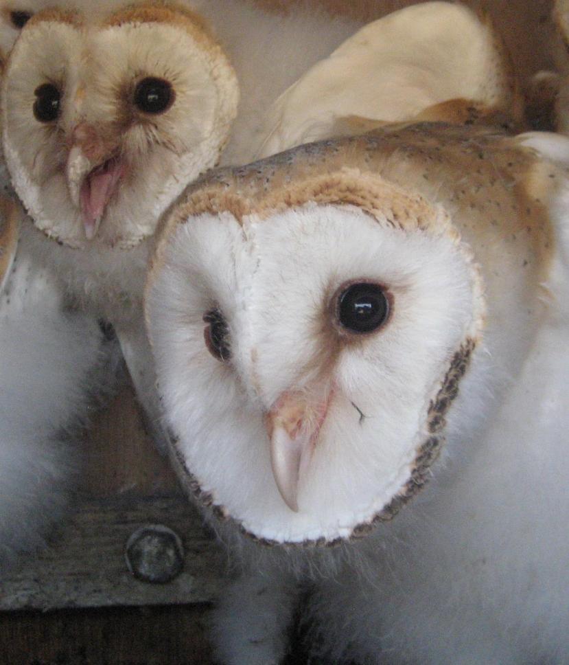 Shropshire Barn Owl Group