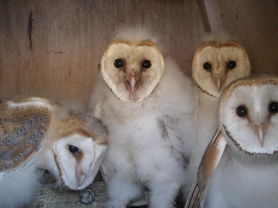 Shropshire Barn Owl Group