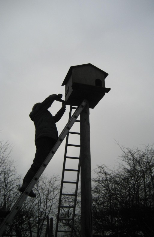 For more information on the breeding success of barn owls in nestboxes 