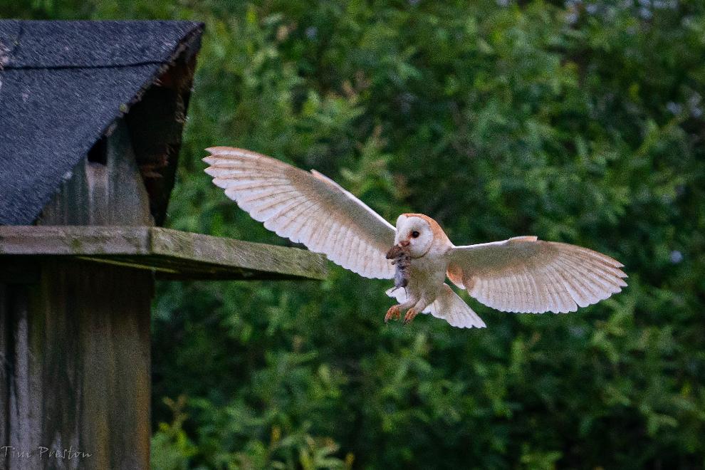 barn owl nest box