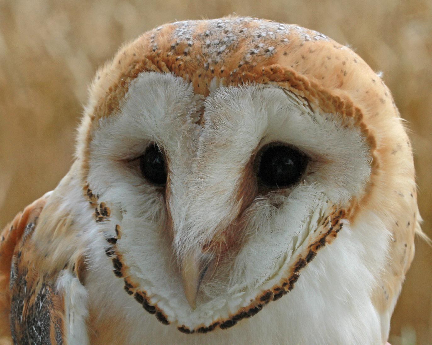 shropshire-barn-owl-group