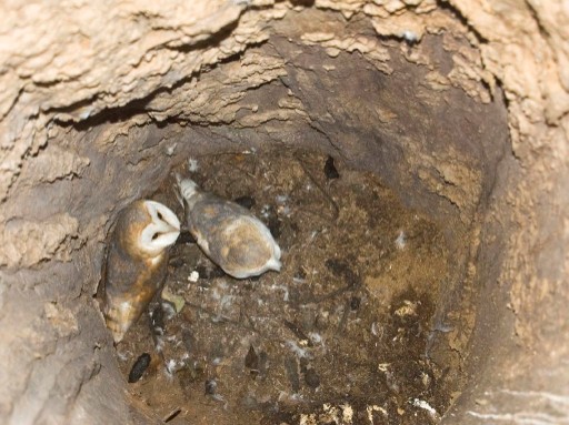 Barn Owls 2 Lessons Tes Teach